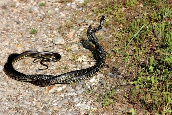 Lotta tra Coluber viridiflavus - Hierophis viridiflavus